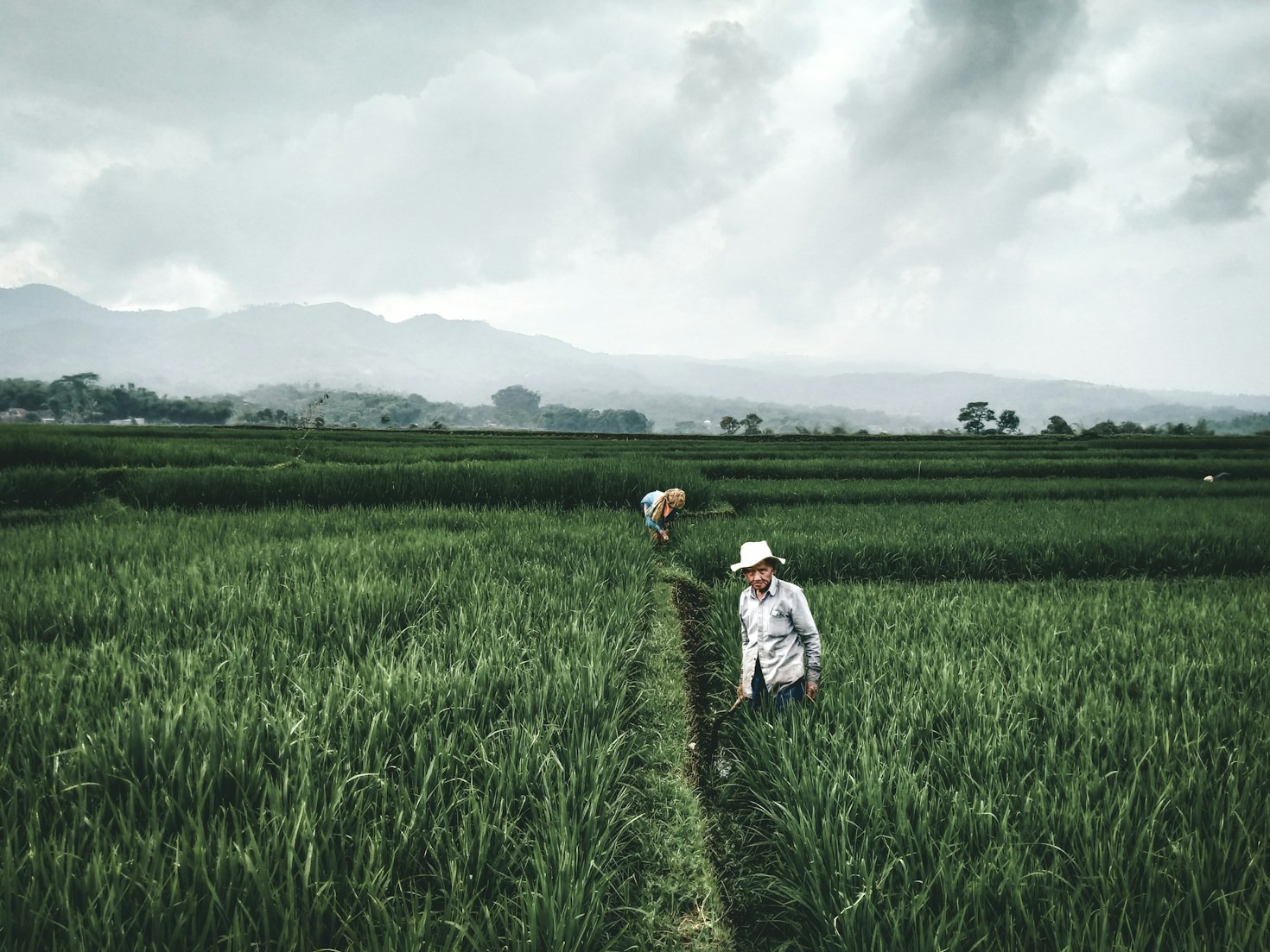 Top Five Crop Management Practices for Higher Seasonal Yields