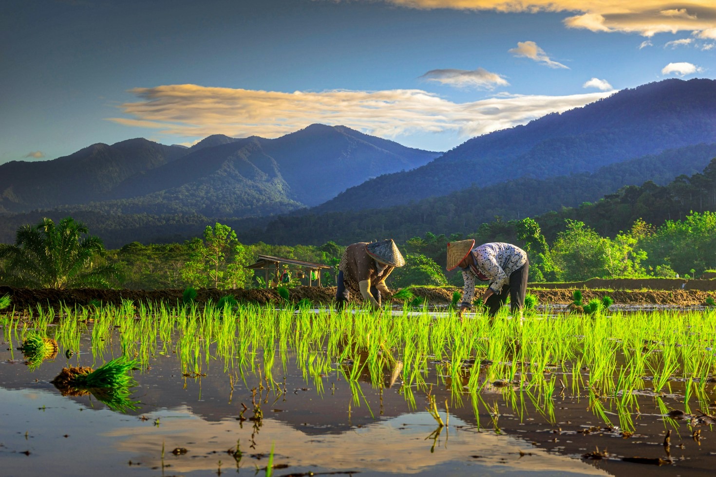How Modern Machinery Is Reshaping Vietnam’s Rice Fields