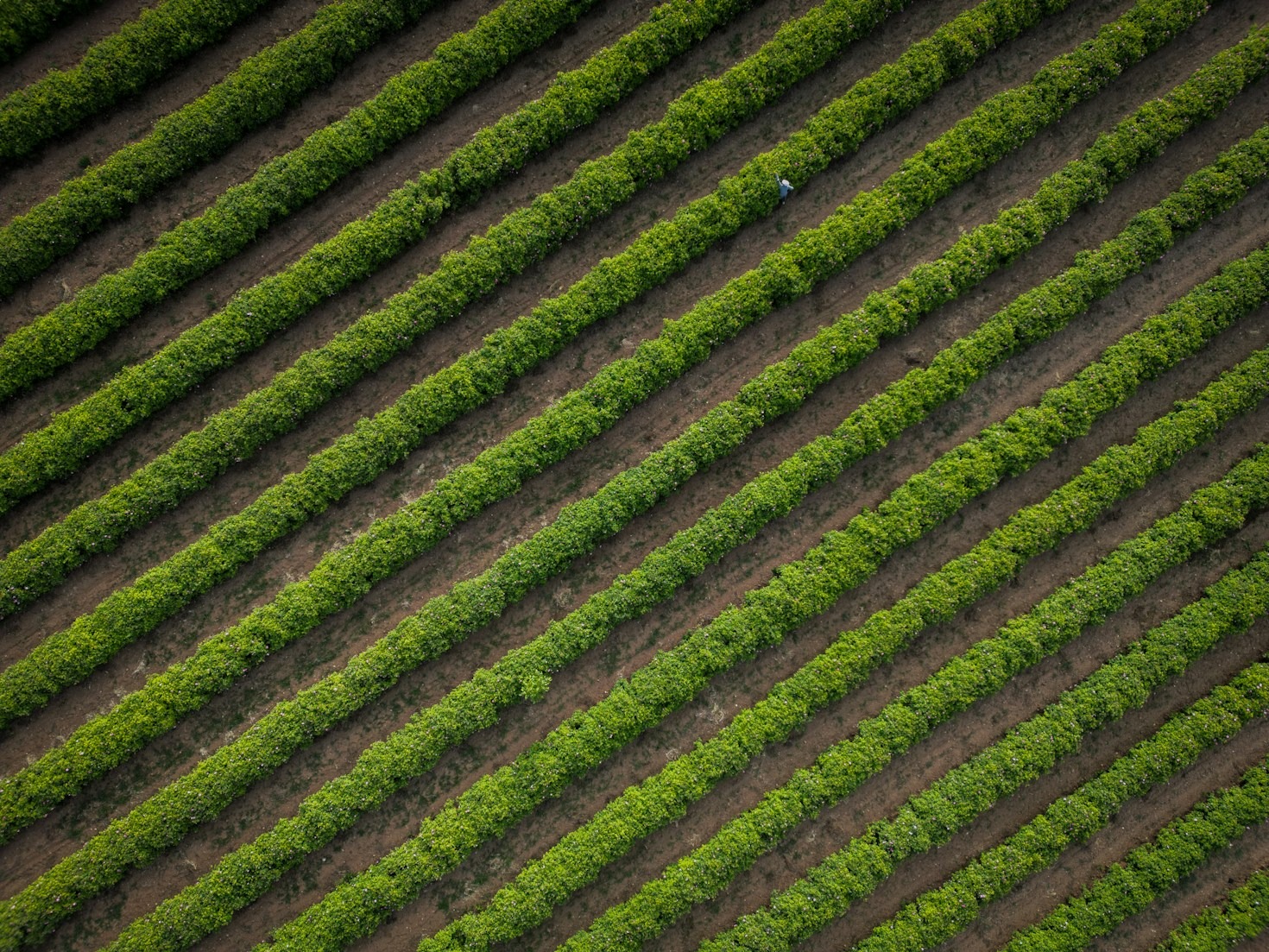Sustainable Irrigation Techniques Transforming Rural Farm Landscapes Today