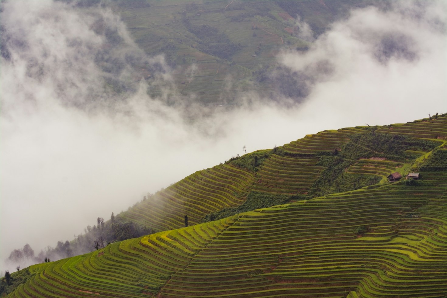 Emerging Trends in Vietnamese Agricultural Technology and Innovation