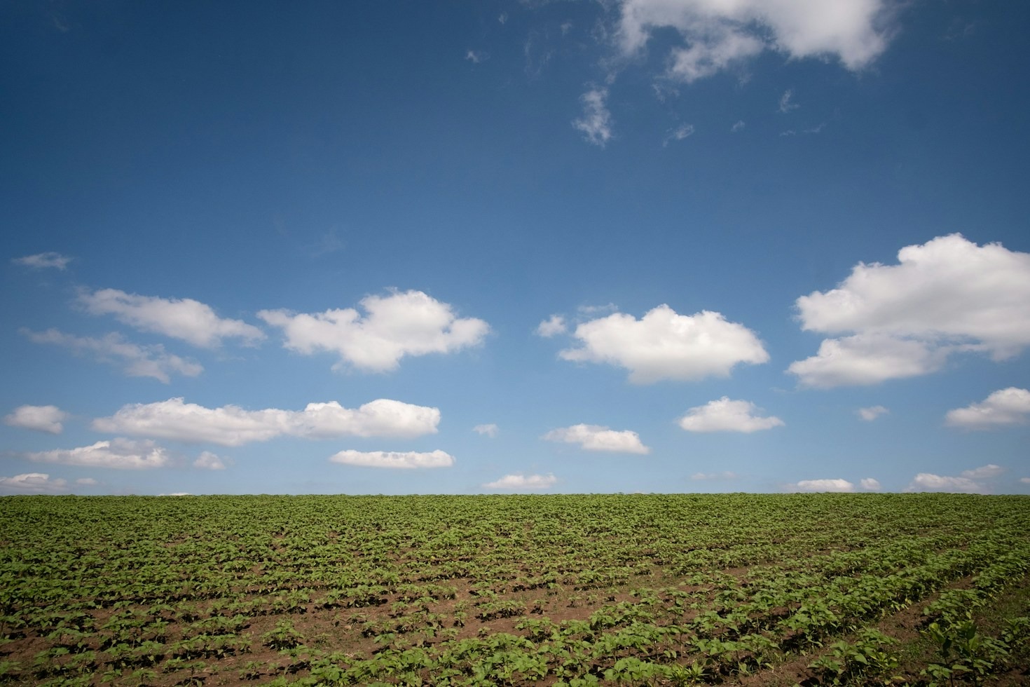 Overcoming Climate Challenges with Resilient Crop Strategies